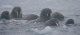 Walrus females and pups OZ9W7205