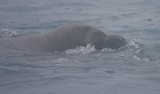 Walrus female and pup OZ9W7218