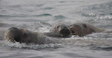 Walrus females and pup OZ9W8761
