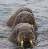 Walrus females in water