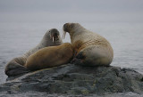 Walrus females and juvenile OZ9W5754
