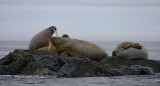 Walrus females and a pup OZ9W5781