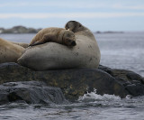 Walrus female and her pup Svalbard