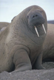 walrus female 1