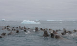 Walrus group in water OZ9W0450