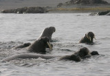 Walrus group in water OZ9W8852