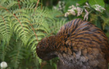 Weka North Island OZ9W6929