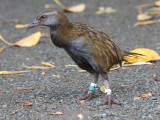 Weka North Island OZ9W5371