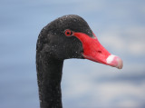 Anseriformes (Swans, Geese & Ducks)