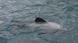 Hectors Dolphin OZ9W7539