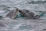 Common Bottlenose Dolphins female and calf NZ OZ9W7146