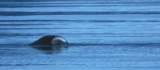 Bowhead Whale 08082000 Olgastretet Svalbard 6