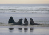 Hookers Sea Lion males OZ9W4903