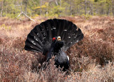 Capercaille male displaying OZ9W7059a