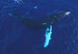 Humpback Whale Antarctica 2