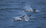 White-beaked Dolphins