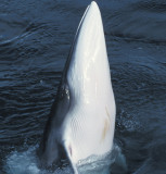 Antarctic Minke Whale