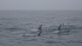 Rissos Dolphin group OZ9W0115