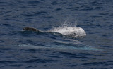 Rissos Dolphin adult OZ9W9521