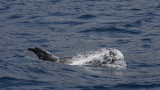 Rissos Dolphin adult OZ9W9527