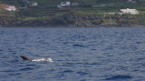 Rissos Dolphin adult at Pico, Azores OZ9W9531