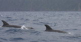 Common Bottlenose Dolphins Azores OZ9W9706