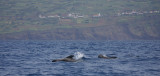 Short-finned Pilot Whales near Lajes Pico OZ9W9440
