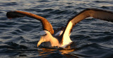 Salvins Albatross adult on water OZ9W8508