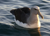 Salvins Albatross adult on water OZ9W8552