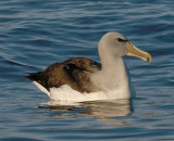 Salvins Albatross adult on water OZ9W8825