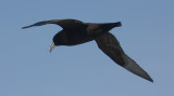 White-chinned Petrel in flight OZ9W0376