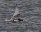 Black.fronted Tern juvenile in flight OZ9W8057