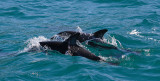 Dusky Dolphins Kaikoura New Zealand OZ9W8176