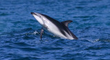 Dusky Dolphin Kaikoura New Zealand OZ9W8182