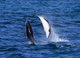 Dusky Dolphins Kaikoura New Zealand OZ9W8188