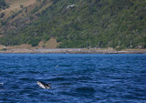 Dusky Dolphin Kaikoura New Zealand OZ9W8190
