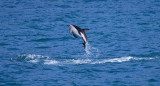 Dusky Dolphin Kaikoura New Zealand OZ9W8253