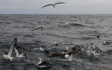 New Zealand White-capped Albatrosses en masse OZ9W1696