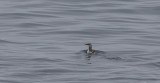 Common Guillemot moulting OZ9W0769