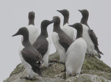 Common Guillemots on cliff OZ9W1803