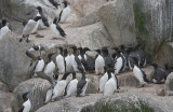 Common Guillemots on cliff OZ9W1815