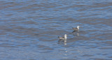 Slaty-backed Gull adults on water OZ9W0761