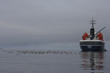 Northern Fulmars on water OZ9W3359