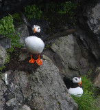 Horned Puffins on cliff OZ9W2757