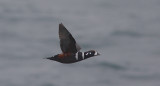 Harlequin Duck male in flight OZ9W1078