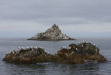 Black-legged Kittiwake roost OZ9W3322