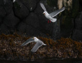 Red-legged Kittiwakes adults OZ9W1872