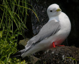 Red-legged Kittiwake on nest OZ9W3572