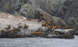 Stellers Sea Lion rock haulout Kamchatka OZ9W4521