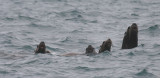 Stellers Sea Lions curious Kamchatka OZ9W4614
